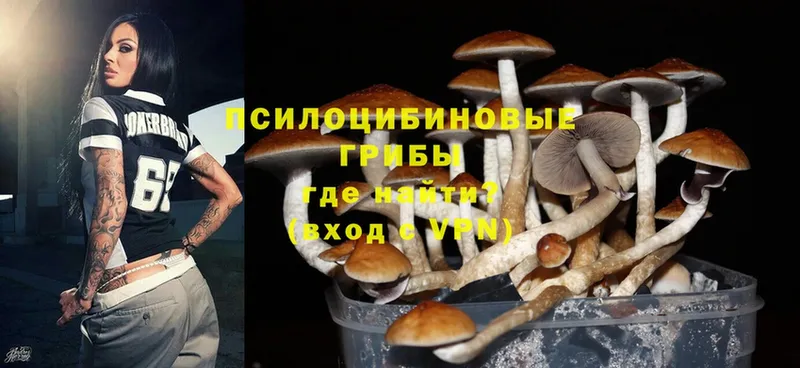 Галлюциногенные грибы Psilocybe  OMG tor  Калач 